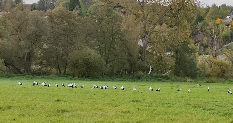 Störche Störche